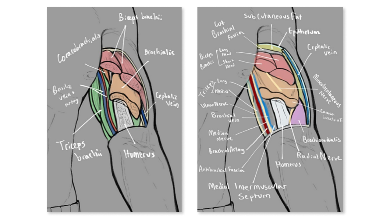 Two labeled and color-coded sketches of cross section of upper arm
