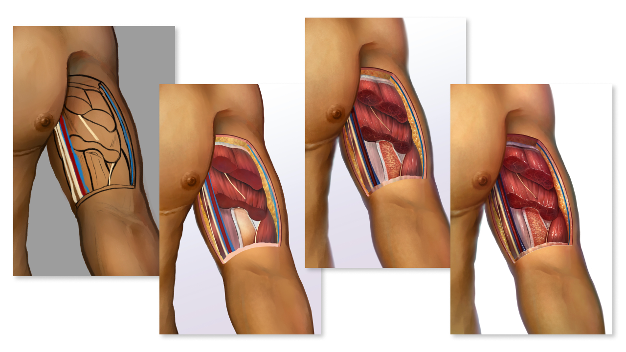 Four digital paintings of upper arm in increasing detail and finish