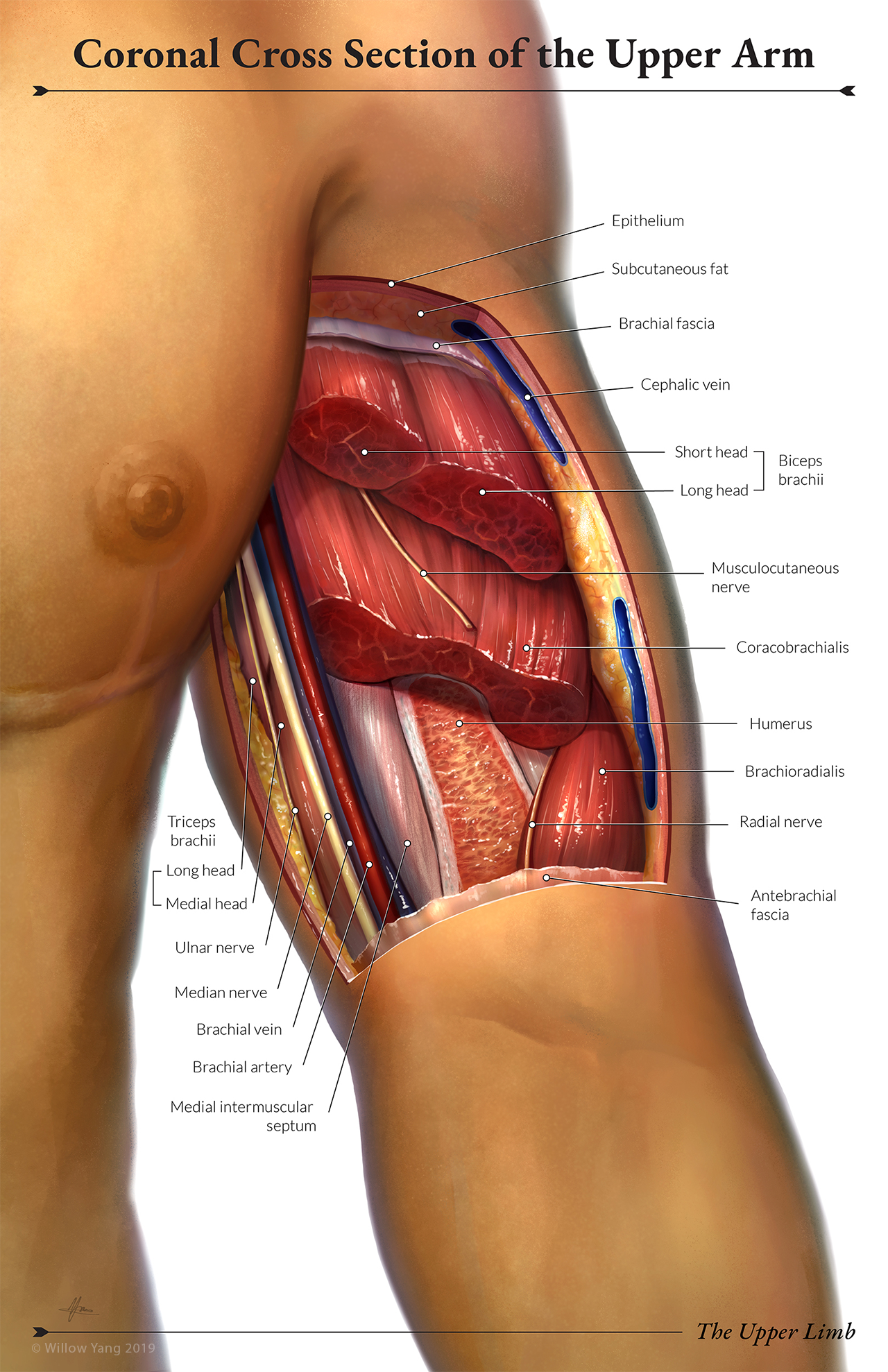 Labeled realistically painted illustration of cross section of upper arm depicting multiple muscles and other anatomical structures